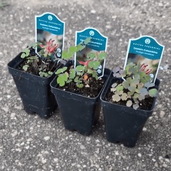 columbine plant care in pots Eastern Columbine Plant Sets
