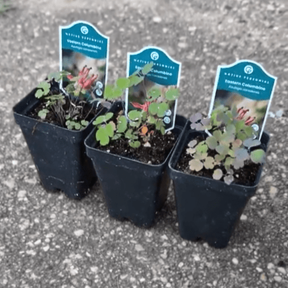 can you plant columbine in pots Eastern Columbine Plant Sets