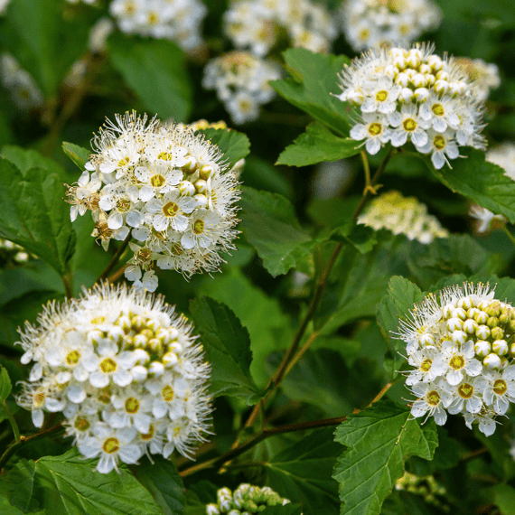 Eastern Ninebark Shrub Plants - Garden for Wildlife