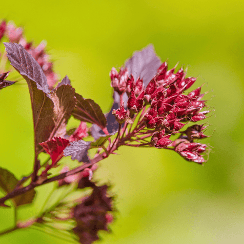 Eastern Ninebark Shrub Plants - Garden for Wildlife