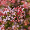 Eastern Ninebark Shrub Plants - Garden for Wildlife