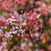 Eastern Ninebark Shrub Plants - Garden for Wildlife