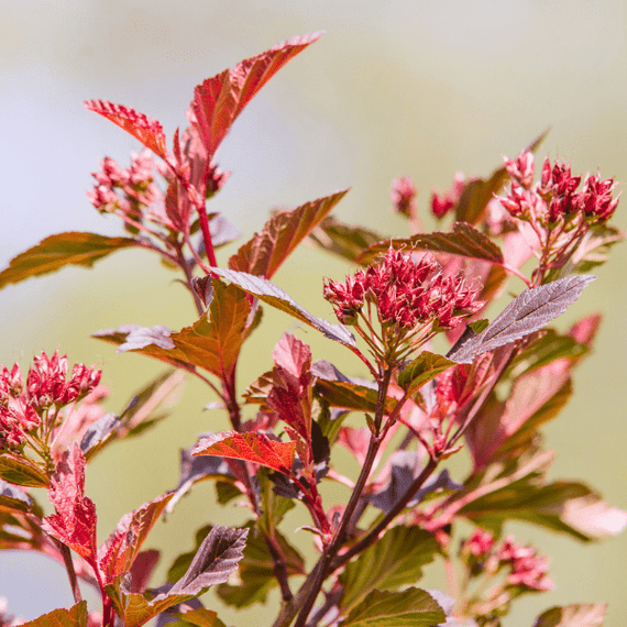 Eastern Ninebark Shrub Plants - Garden for Wildlife