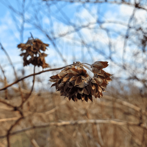 Eastern Ninebark Shrub