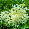 Elderberry Shrub Plants - Garden for Wildlife