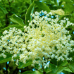 Elderberry Shrub Plants - Garden for Wildlife