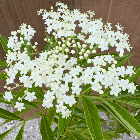 Elderberry Shrub Plants - Garden for Wildlife
