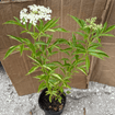 Elderberry Shrub Plants - Garden for Wildlife