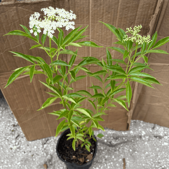 Elderberry Shrub Plants - Garden for Wildlife