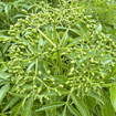 Elderberry Shrub Plants - Garden for Wildlife