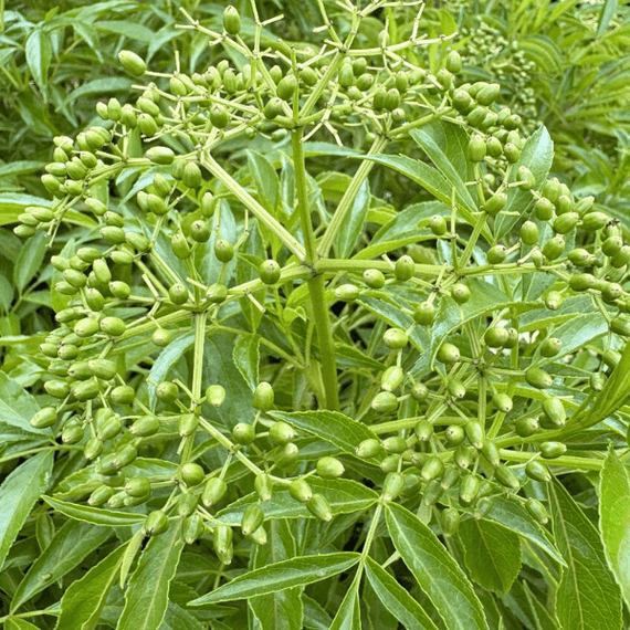 Elderberry Shrub Plants - Garden for Wildlife