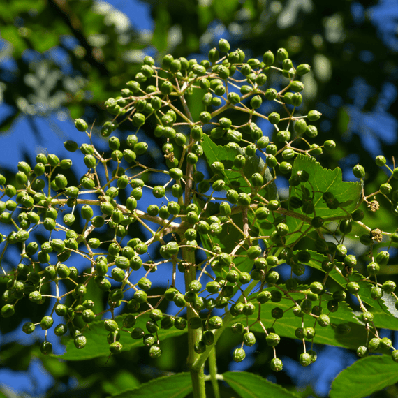 Elderberry Shrub Plants - Garden for Wildlife