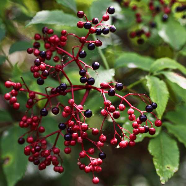 Elderberry Shrub Plants - Garden for Wildlife