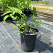 Elderberry Shrub Plants - Garden for Wildlife