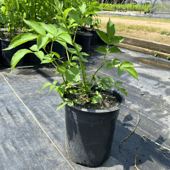 Elderberry Shrub Plants - Garden for Wildlife