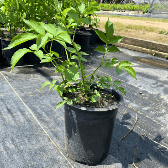 can you plant elderberry in a pot Elderberry Shrub