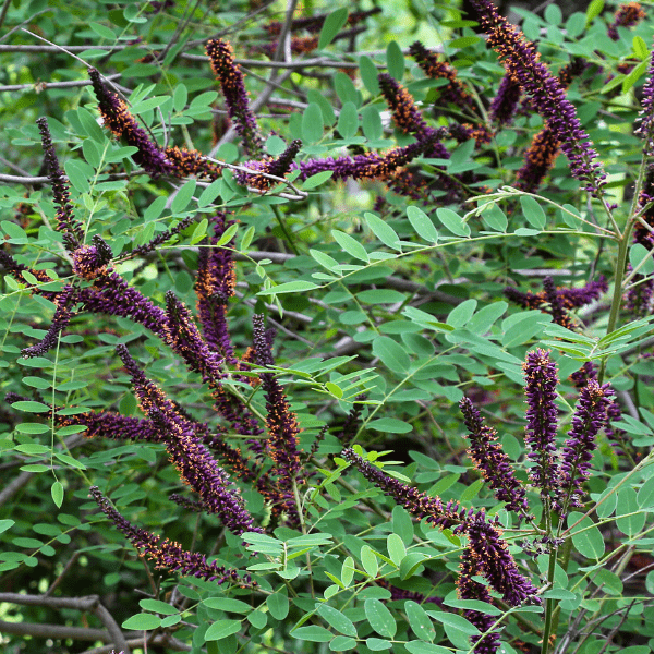 False Indigo Shrub Plants - Garden for Wildlife