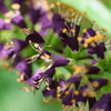 False Indigo Shrub Plants - Garden for Wildlife