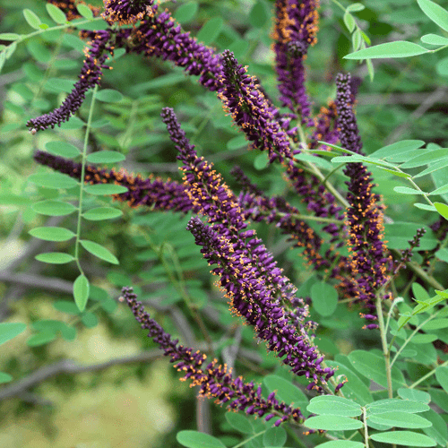 False Indigo Shrub Plants - Garden for Wildlife