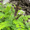 False Indigo Shrub Plants - Garden for Wildlife