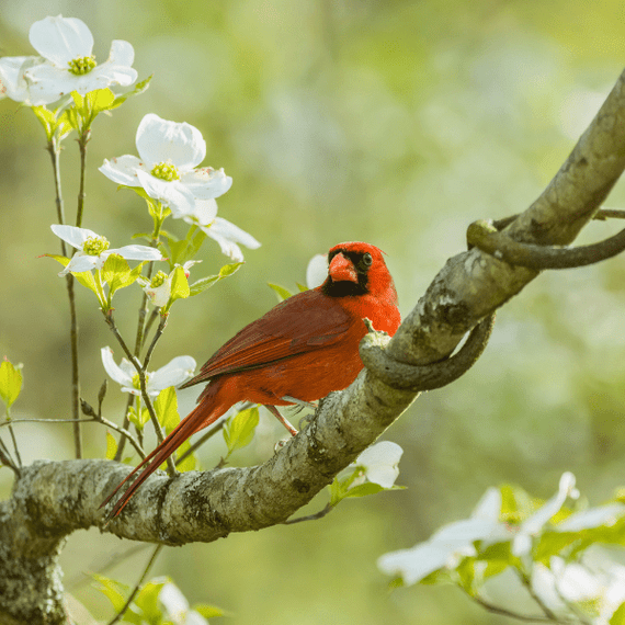 Flowering Dogwood Tree Plants - Garden for Wildlife