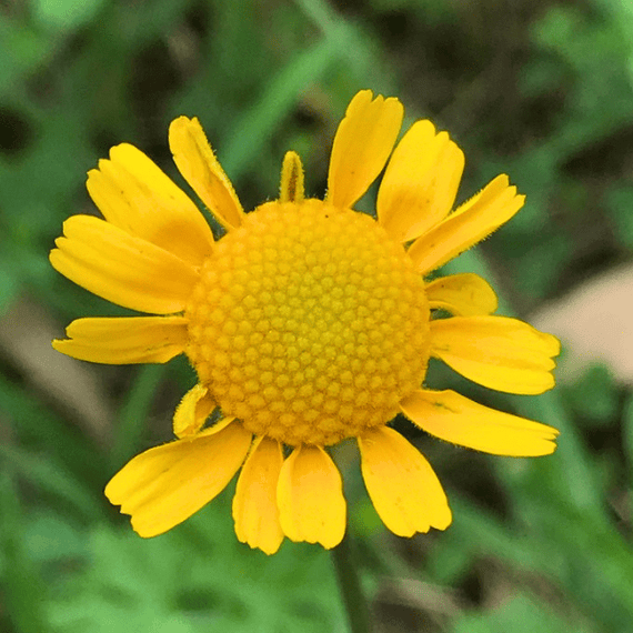 Four-Nerve Daisy Plant Sets