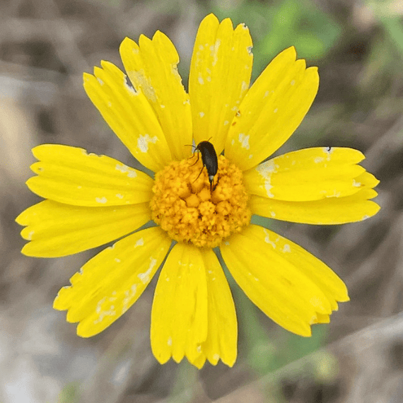 Four-Nerve Daisy Plant Sets