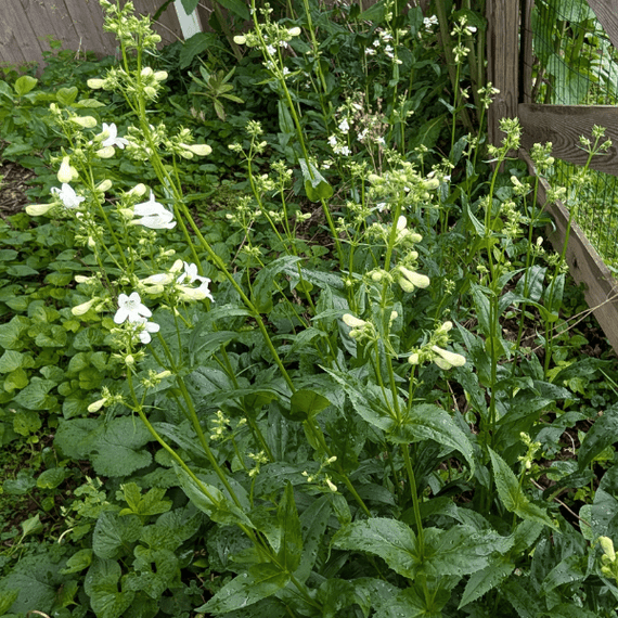 Foxglove Beardtongue Plant Sets