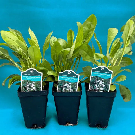 can you plant foxglove in pots Foxglove Beardtongue Plant Sets
