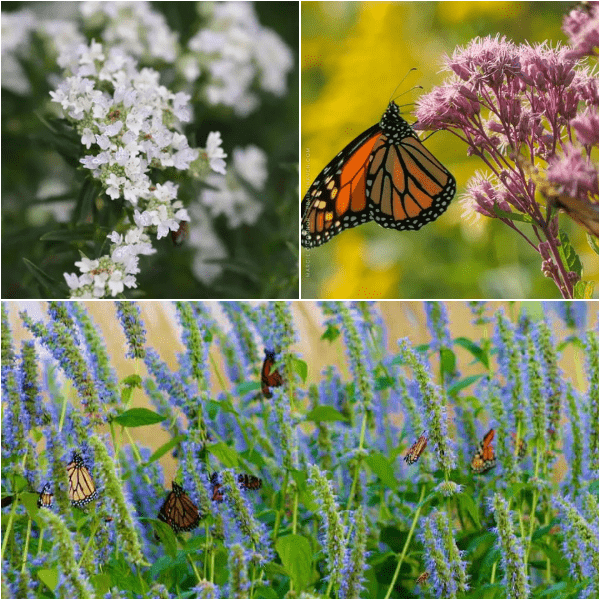 Fragrant Flowers Plants - Garden for Wildlife