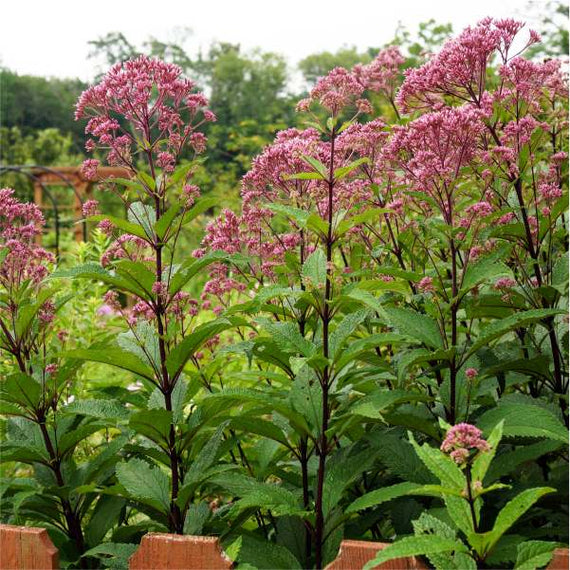 fragrant flower seeds Fragrant Flowers