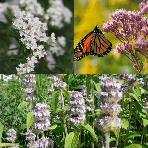 Fragrant Flowers Plants - Garden for Wildlife