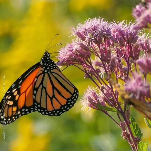 Fragrant Flowers Plants - Garden for Wildlife