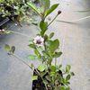 Frogfruit Plant Sets Plants - Garden for Wildlife