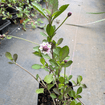 Frogfruit Plant Sets Plants - Garden for Wildlife