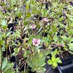 Frogfruit Plant Sets Plants - Garden for Wildlife