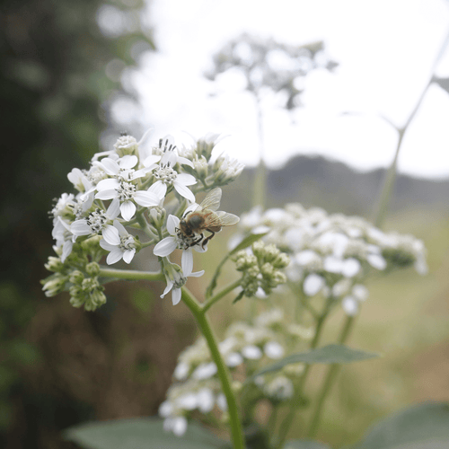 Frostweed Plant Sets Plants - Garden for Wildlife