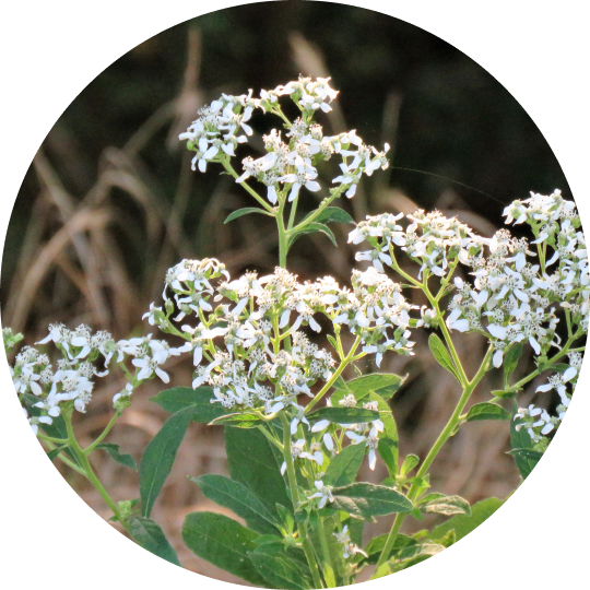 Frostweed Plant Sets