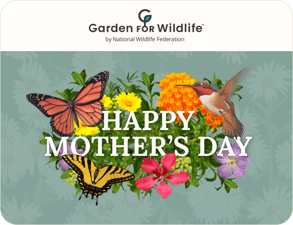 Garden For Wildlife E - Gift Card Gift Cards - Garden for Wildlife