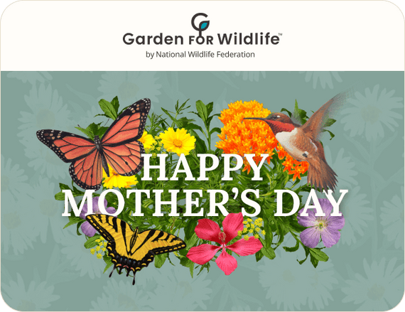 Garden For Wildlife E - Gift Card Gift Cards - Garden for Wildlife