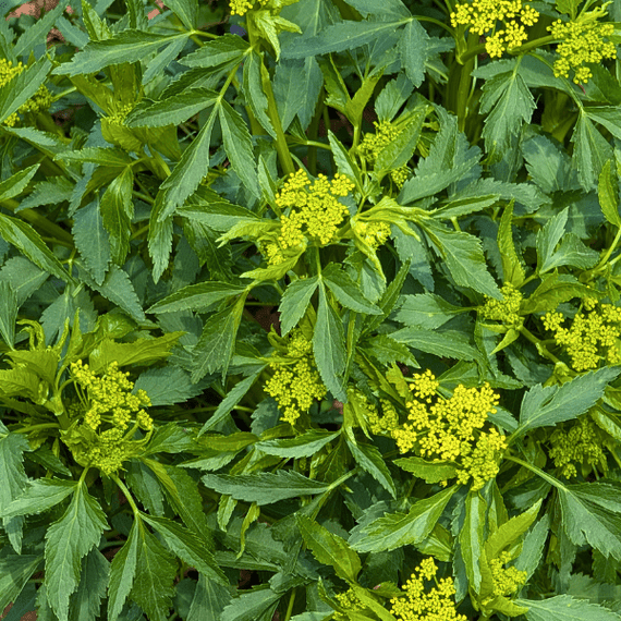 Golden Alexander Plant Sets