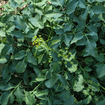 Golden Alexander Plant Sets Plants - Garden for Wildlife
