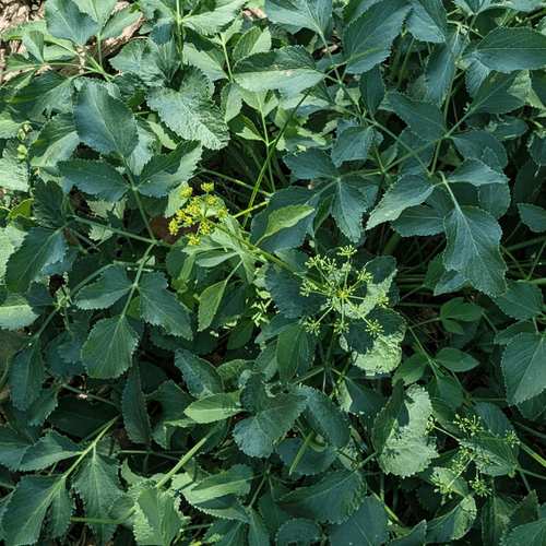 Golden Alexander Plant Sets Plants - Garden for Wildlife