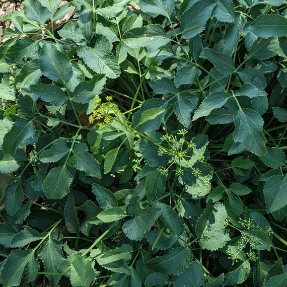Golden Alexander Plant Sets Plants - Garden for Wildlife