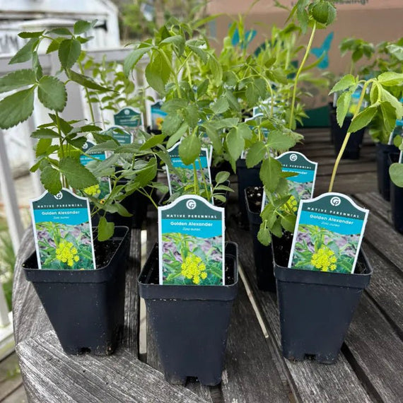 alexander plant pot Golden Alexander Plant Sets