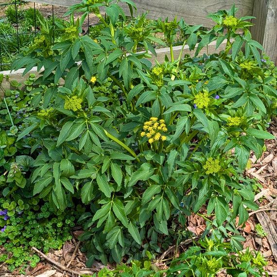 Golden Alexander Plant Sets