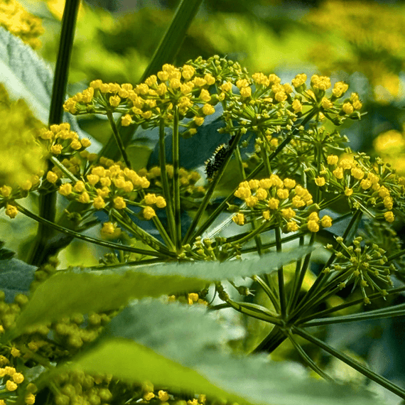 Golden Alexander Plant Sets