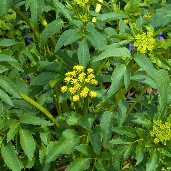 Golden Alexander Plant Sets