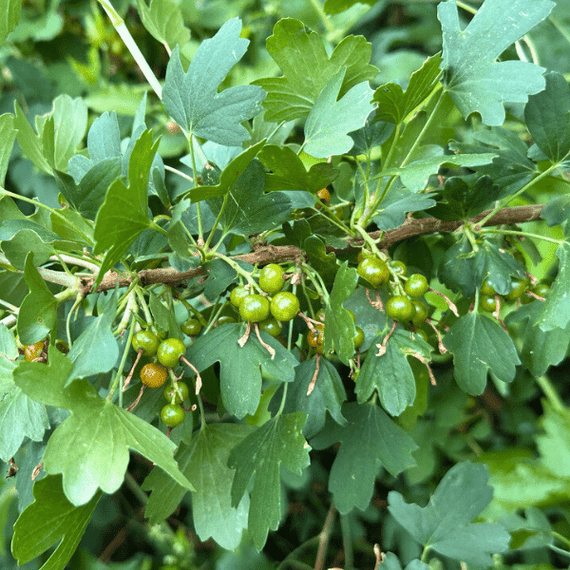 Golden Currant Shrub