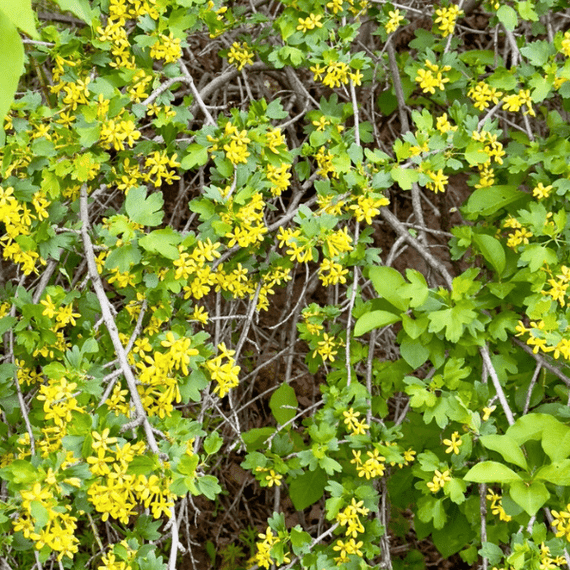 Golden Currant Shrub